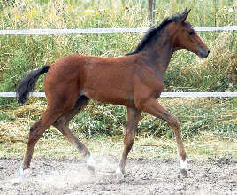 anläßlich der Trakehner Fohlenschau in Schplitz am 28.7.2006