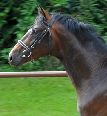 Trakehner Hengst von Grand Passion x Summertime, Trakehner Gestt Hmelschenburg - Beate Langels