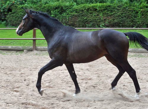 Zweijhriger Hengst von Symont u.d. Pr.u.StPrSt. Guendalina v. Red Patrick xx - Trakehner Gestt Hmelschenburg