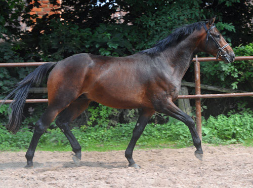 Zweijhriger Hengst von Grand Passion x Summertime im Juli 2011 - Foto: Beate Langels - Trakehner Gestt Hmelschenburg