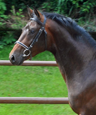 Trakehner Hengst von Grand Passion x Summertime, Trakehner Gestt Hmelschenburg - Beate Langels