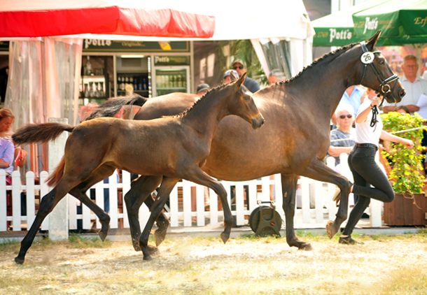 Kaiserglck von Shavalou - Trakehner Gestt Hmelschenburg - 
copyright by Beate Langels