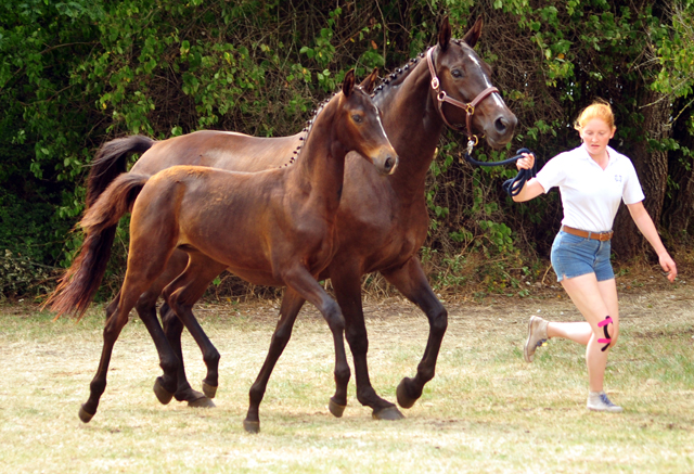 Kaiserglck von Shavalou - Trakehner Gestt Hmelschenburg - 
copyright by Beate Langels