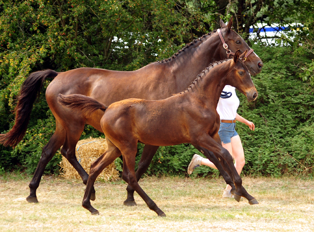 Kaiserglck von Shavalou - Trakehner Gestt Hmelschenburg - 
copyright by Beate Langels