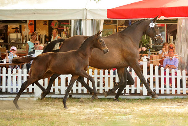 Kaiserglck von Shavalou - Trakehner Gestt Hmelschenburg - 
copyright by Beate Langels