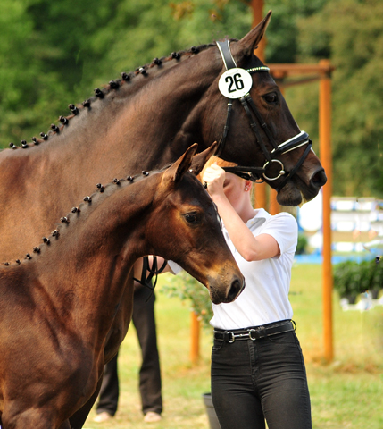 Kaiserglck von Shavalou - Trakehner Gestt Hmelschenburg - 
copyright by Beate Langels