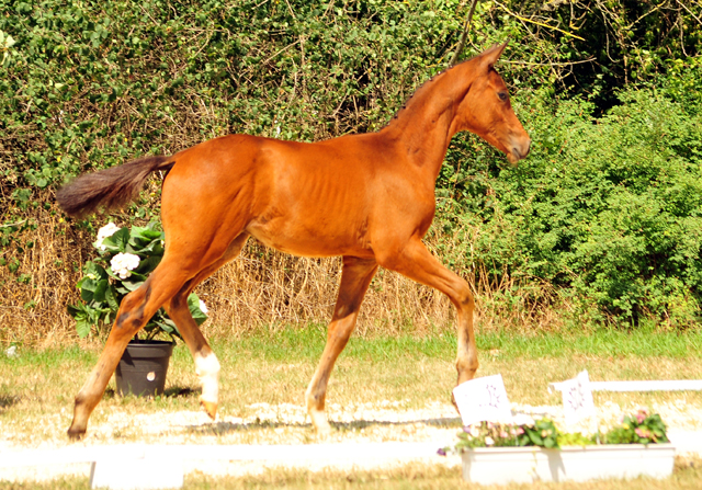 Trakehner Hengstfohlen von High Motion u.d. Pr.St. Hera v. Caprimond, Foto: Beate Langels