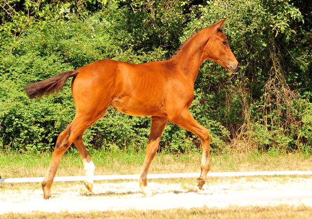 Trakehner Hengstfohlen von High Motion u.d. Pr.St. Hera v. Caprimond, Foto: Beate Langels