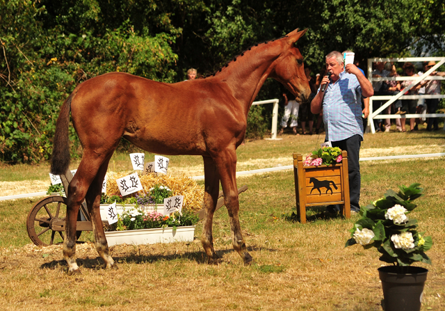 Stutfohlen von High Motion x Imperio - Trakehner Gestt Hmelschenburg - Foto: Beate Langels - 
Trakehner Gestt Hmelschenburg