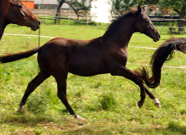 31.03.2012: Trakehner Rapphengst von Saint Cyr u.d. Rubina v. Tycoon - Foto: Beate Langels - Trakehner Gestt Hmelschenburg