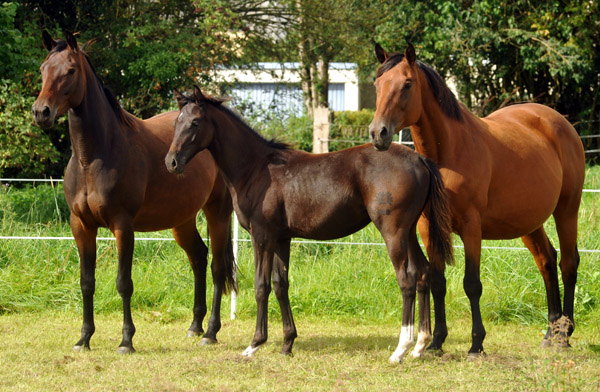 31.03.2012: Trakehner Rapphengst von Saint Cyr u.d. Rubina v. Tycoon - Foto: Beate Langels - Trakehner Gestt Hmelschenburg