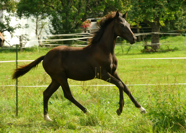 31.03.2012: Trakehner Rapphengst von Saint Cyr u.d. Rubina v. Tycoon - Foto: Beate Langels - Trakehner Gestt Hmelschenburg