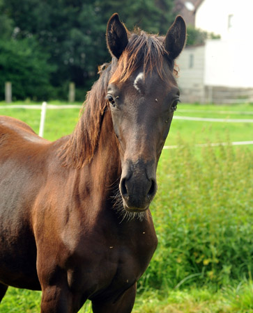 31.03.2012: Trakehner Rapphengst von Saint Cyr u.d. Rubina v. Tycoon - Foto: Beate Langels - Trakehner Gestt Hmelschenburg