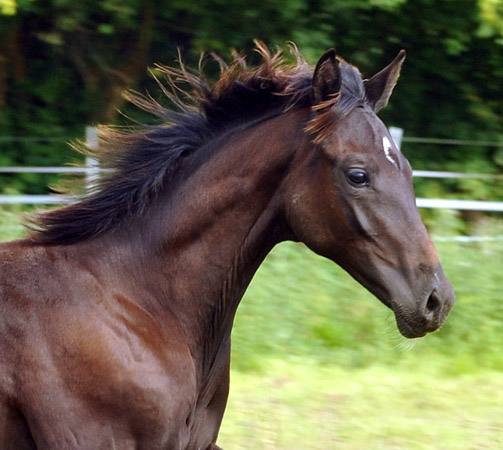 31.03.2012: Trakehner Rapphengst von Saint Cyr u.d. Rubina v. Tycoon - Foto: Beate Langels - Trakehner Gestt Hmelschenburg