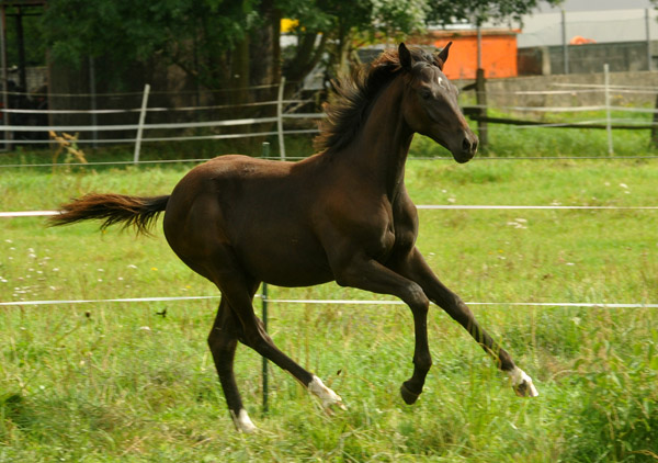 31.03.2012: Trakehner Rapphengst von Saint Cyr u.d. Rubina v. Tycoon - Foto: Beate Langels - Trakehner Gestt Hmelschenburg