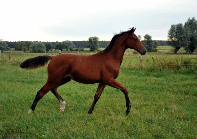 Kabriola - Trakehner Stutfohlen  von Freudenfest u.d. Karalina v. Exclusiv - copyright Beate Langels, Trakehner 
Gestt Hmelschenburg