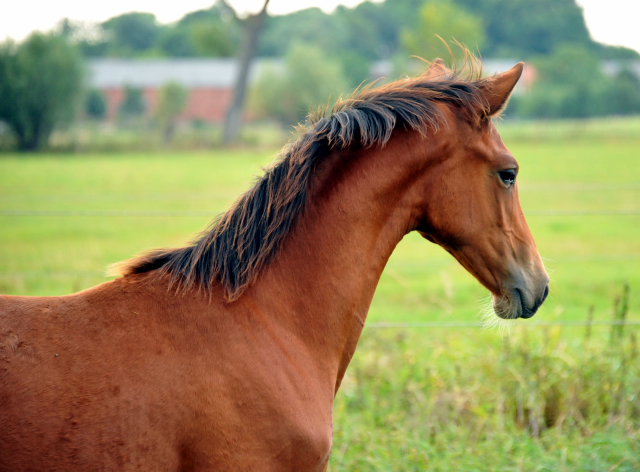 Kabriola - Trakehner Stutfohlen  von Freudenfest u.d. Karalina v. Exclusiv - copyright Beate Langels, Trakehner 
Gestt Hmelschenburg