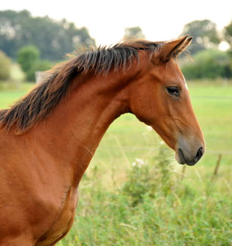 Kabriola - Trakehner Stutfohlen  von Freudenfest u.d. Karalina v. Exclusiv - copyright Beate Langels, Trakehner 
Gestt Hmelschenburg