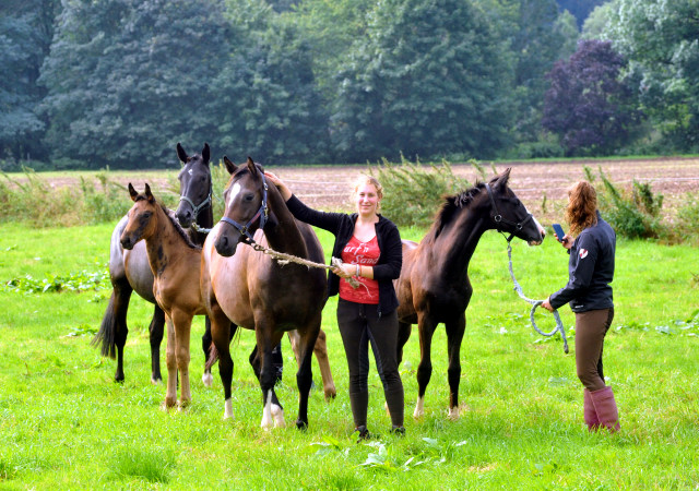 Die Stuten und Fohlen in den Emmerauen - 28. August 2015 - Foto Beate Langels - Gestt Hmelschenburg