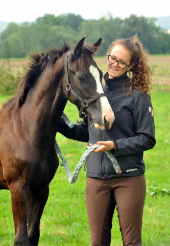 Hengstfohlen von De Niro u.d. Schwalbendiva v. Totilas - 28. August 2015 - Foto Beate Langels - Gestt Hmelschenburg