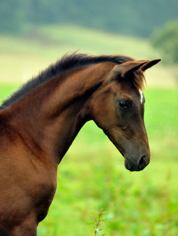 Stutfohlen von Saint Cyr u.d. Greta Garbo - 28. August 2015 - Foto Beate Langels - Gestt Hmelschenburg