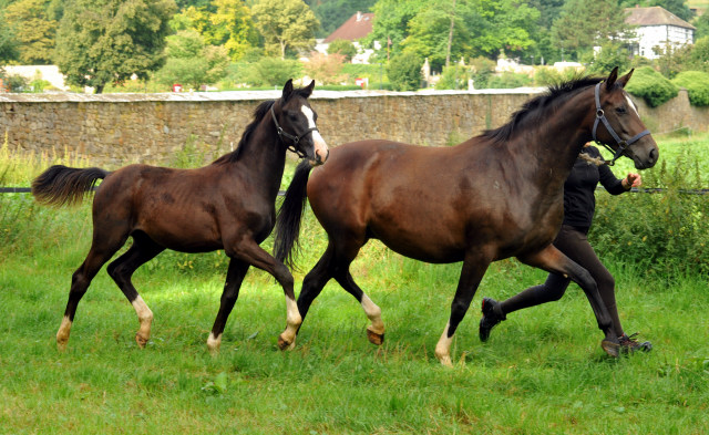 Hengstfohlen von De Niro u.d. Schwalbendiva v. Totilas - 28. August 2015 - Foto Beate Langels - Gestt Hmelschenburg