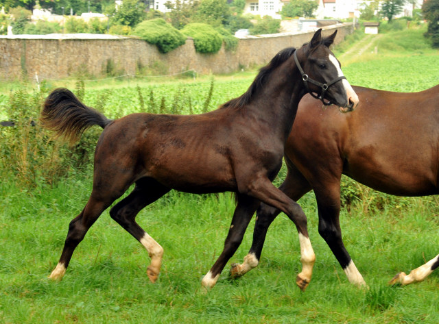 Hengstfohlen von De Niro u.d. Schwalbendiva v. Totilas - 28. August 2015 - Foto Beate Langels - Gestt Hmelschenburg