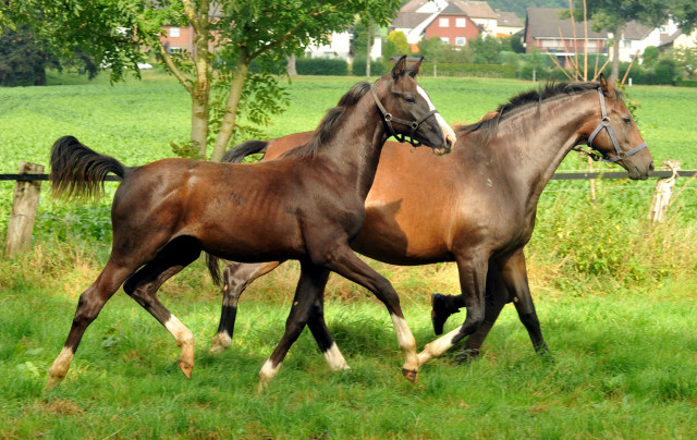 Hengstfohlen von De Niro u.d. Schwalbendiva v. Totilas - 28. August 2015 - Foto Beate Langels - Gestt Hmelschenburg