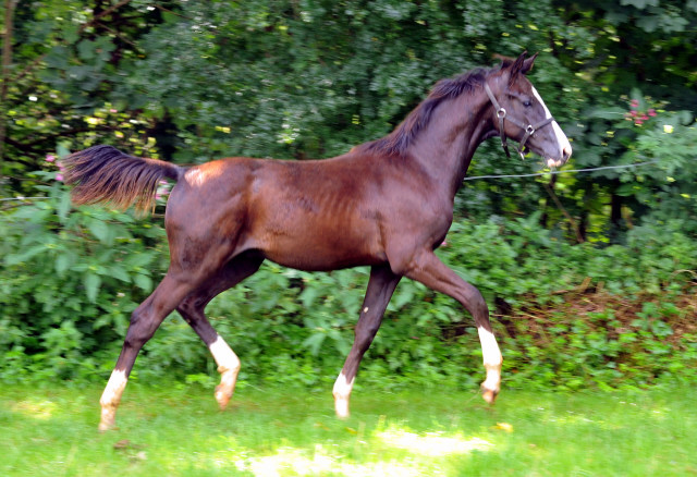 Hengstfohlen von De Niro u.d. Schwalbendiva v. Totilas - 28. August 2015 - Foto Beate Langels - Gestt Hmelschenburg