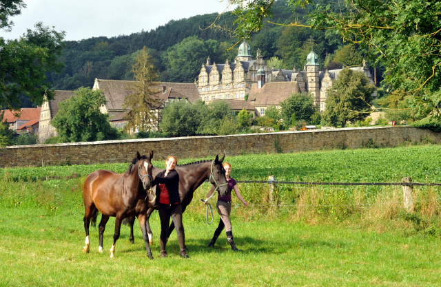 Die Stuten und Fohlen in den Emmerauen - 28. August 2015 - Foto Beate Langels - Gestt Hmelschenburg
