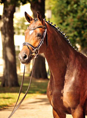 Hengst von Saint Cyr u.d. Brianna v. Maizauber - Foto: Beate Langels