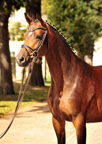 Hengst von Saint Cyr u.d. Brianna v. Maizauber - Foto: Beate Langels