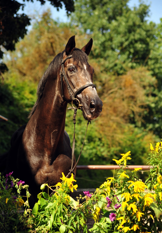 Exclusiv (24,5jhrig)  - im August 2016  - Foto: Beate Langels -
Trakehner Gestt Hmelschenburg