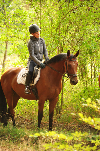 Ausritt mit Kabriola, Barinja und Schwalbenland - Trakehner Gestt Hmelschenburg - Foto: Beate Langels