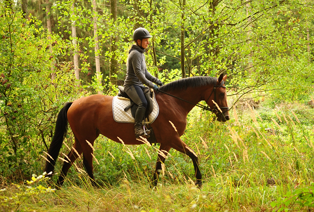 Ausritt mit Kabriola, Barinja und Schwalbenland - Trakehner Gestt Hmelschenburg - Foto: Beate Langels