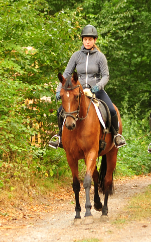 Ausritt mit Kabriola, Barinja und Schwalbenland - Trakehner Gestt Hmelschenburg - Foto: Beate Langels