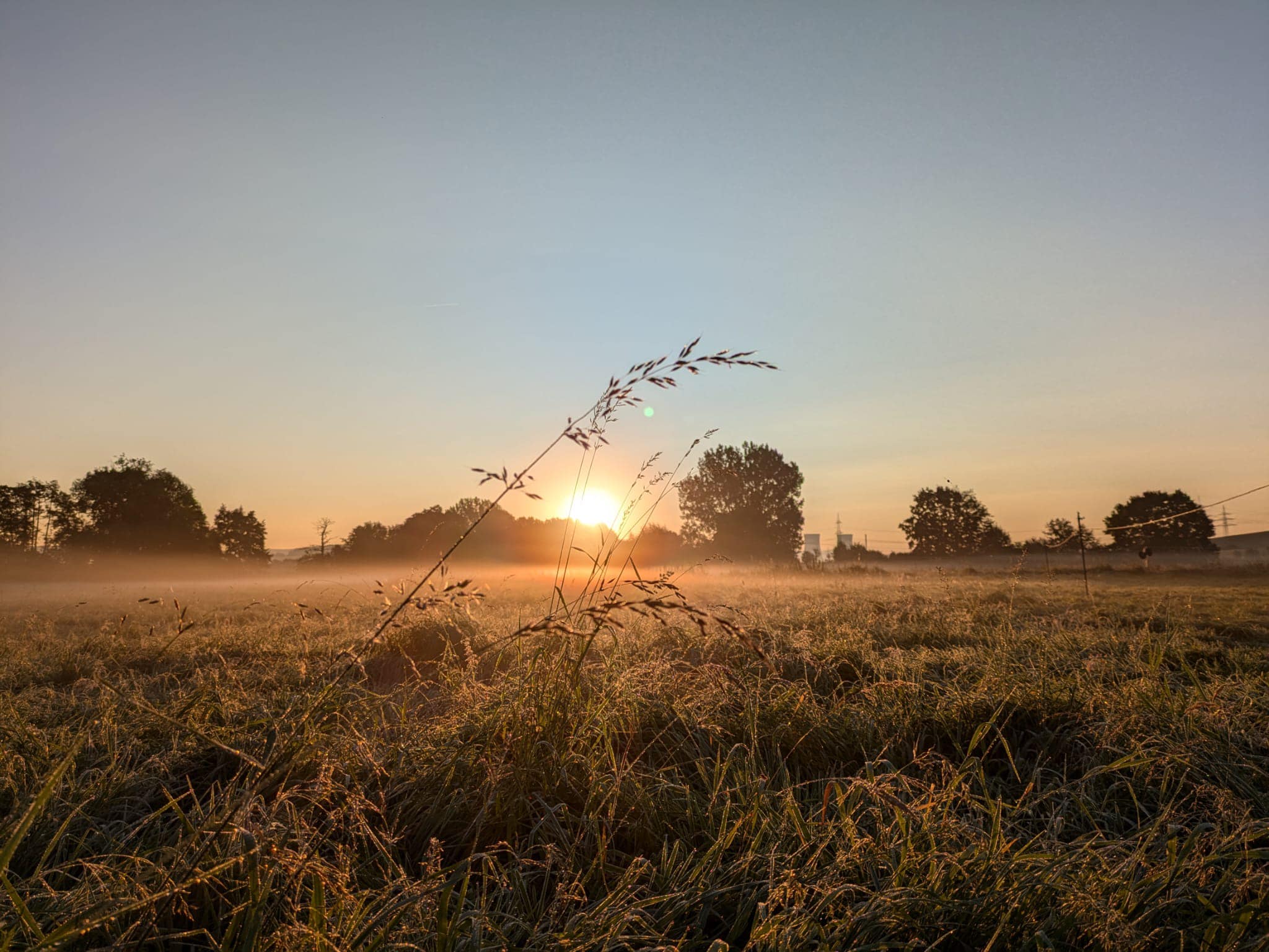  - Foto Sabine Beyer - Trakehner Gestt Hmelschenburg
