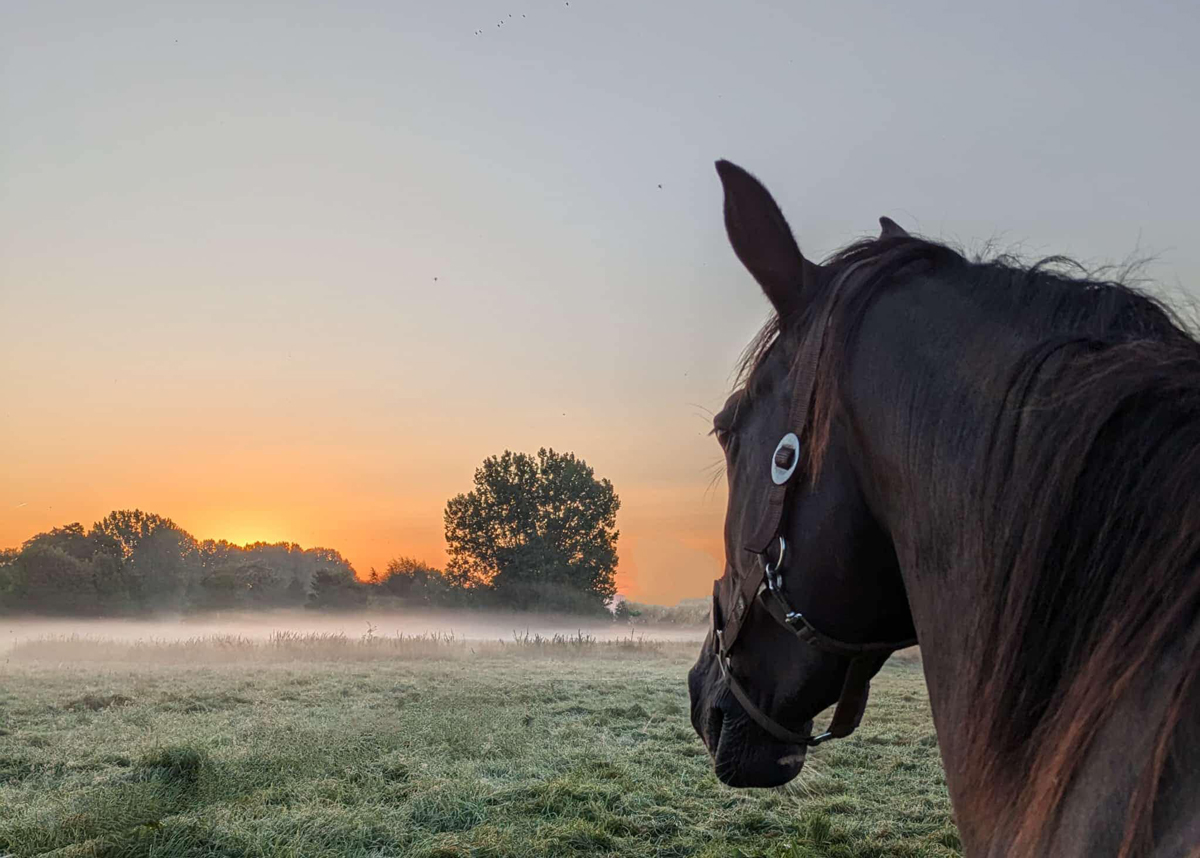  - Foto Sabine Beyer - Trakehner Gestt Hmelschenburg