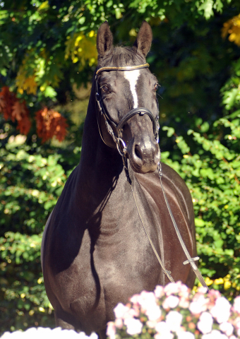 Gestt Hmelschenburg, Foto: Beate Langels, 
Trakehner Gestt Hmelschenburg - Beate Langels