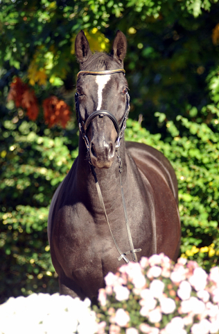 Gestt Hmelschenburg, Foto: Beate Langels, 
Trakehner Gestt Hmelschenburg - Beate Langels