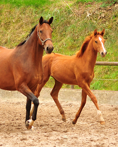 Giulietta und Glory Fire v. Alter Fritz -Trakehner Gestt Hmelschenburg - Beate Langels