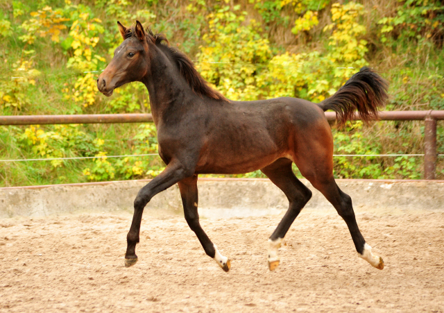 Schwalben Surprise v. Quantensprung u.d. Schwalbendiva v. Totilas - Trakehner Gestt Hmelschenburg - Beate Langels