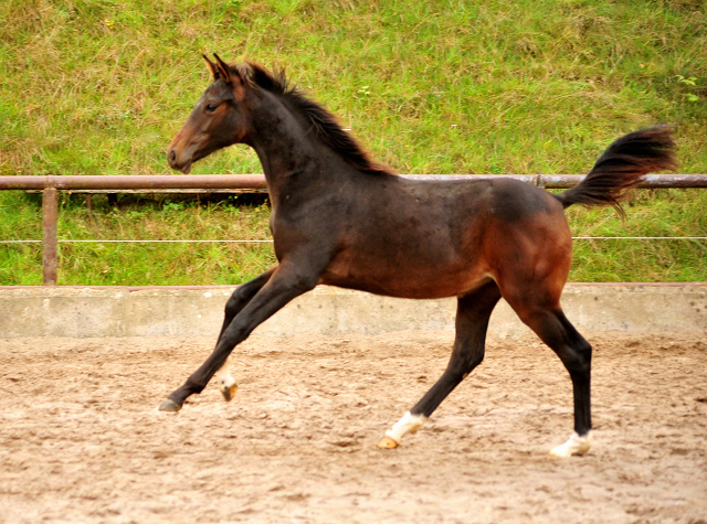 Schwalben Surprise v. Quantensprung u.d. Schwalbendiva v. Totilas - Trakehner Gestt Hmelschenburg - Beate Langels