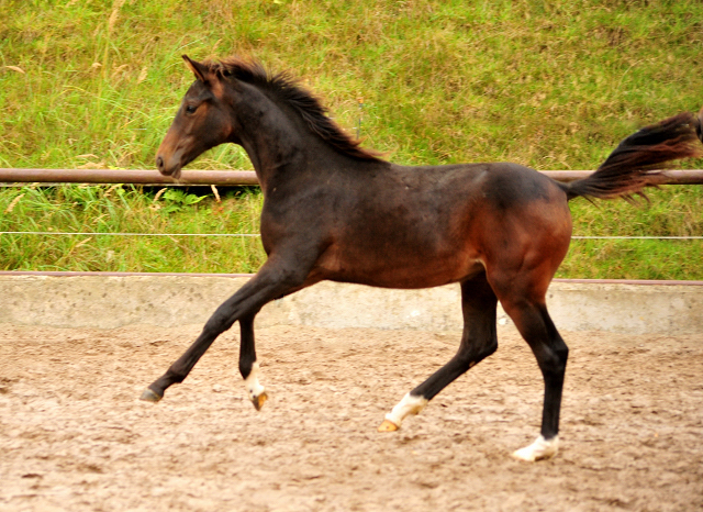 Schwalben Surprise v. Quantensprung u.d. Schwalbendiva v. Totilas - Trakehner Gestt Hmelschenburg - Beate Langels