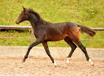 Schwalben Surprise v. Quantensprung u.d. Schwalbendiva v. Totilas - Trakehner Gestt Hmelschenburg - Beate Langels