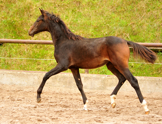 Schwalben Surprise v. Quantensprung u.d. Schwalbendiva v. Totilas - Trakehner Gestt Hmelschenburg - Beate Langels