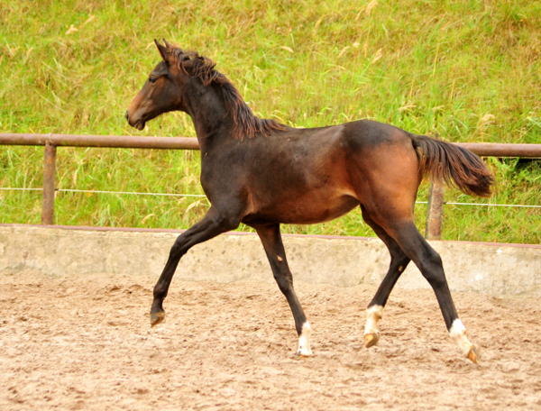 Schwalben Surprise v. Quantensprung u.d. Schwalbendiva v. Totilas - Trakehner Gestt Hmelschenburg - Beate Langels