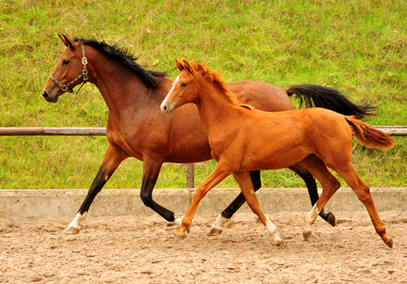 Giulietta und Glory Fire v. Alter Fritz -Trakehner Gestt Hmelschenburg - Beate Langels