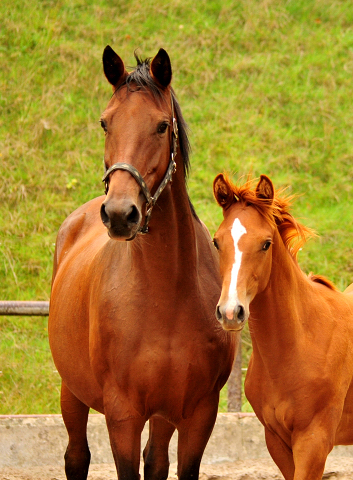 Giulietta und Glory Fire v. Alter Fritz -Trakehner Gestt Hmelschenburg - Beate Langels