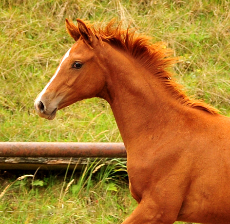 Giulietta und Glory Fire v. Alter Fritz -Trakehner Gestt Hmelschenburg - Beate Langels